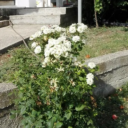 Josip -tomic Miletici